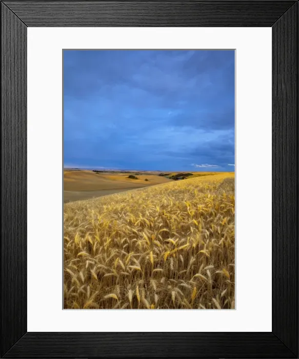 Framed Print : Rolling Hills of barley in the Palouse near Pullman, Washington Framed Print : Rolling Hills of barley in the Palouse near Pullman, Washington