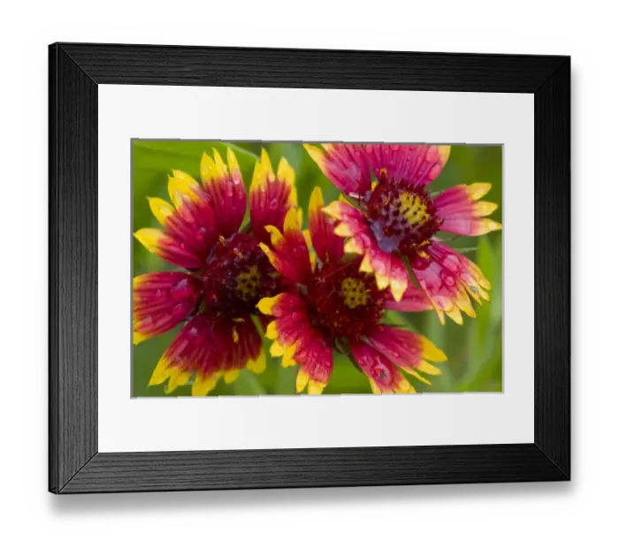 Framed Print : Indian Blanket Flower, Gaillardia pulchella, Wildflowers, Hill Country, Brenham, Texas
