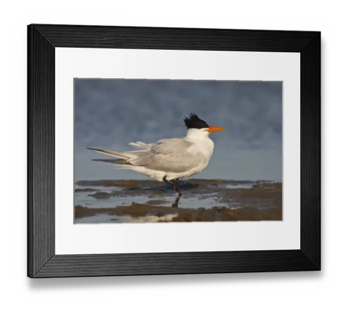 Framed Print : Royal Tern (Sterna maxima) adult in breeding plumage on the Laguna Madre at South Padre Island Framed Print : Royal Tern (Sterna maxima) adult in breeding plumage on the Laguna Madre at South Padre Island