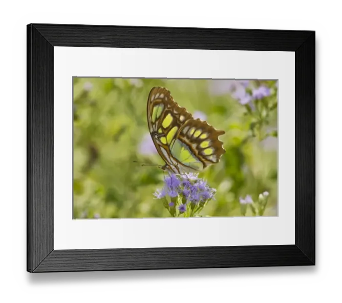 Framed Print : USA, North America, Texas Framed Print : USA, North America, Texas