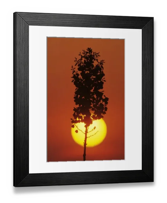 Framed Print : Soaptree Yucca, Yucca elata, blossom at sunrise, Lake Corpus Christi, Texas, USA Framed Print : Soaptree Yucca, Yucca elata, blossom at sunrise, Lake Corpus Christi, Texas, USA