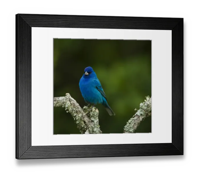 Framed Print : Indigo Bunting, Passerina cyanea, Coastal Bend, Texas Framed Print : Indigo Bunting, Passerina cyanea, Coastal Bend, Texas
