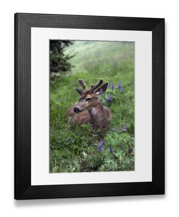 Framed Print : USA, Washington, Olympic National Park. Deer resting in meadow on Hurricane Ridge Framed Print : USA, Washington, Olympic National Park. Deer resting in meadow on Hurricane Ridge