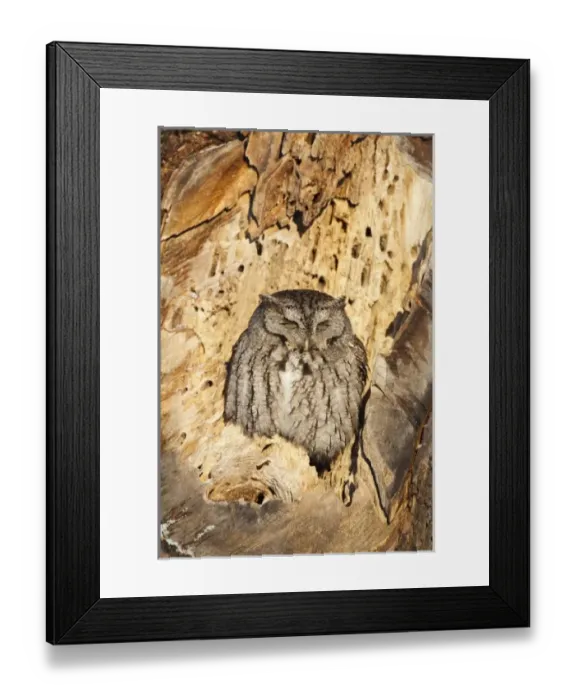 Framed Print : USA, North America, New Hampshire