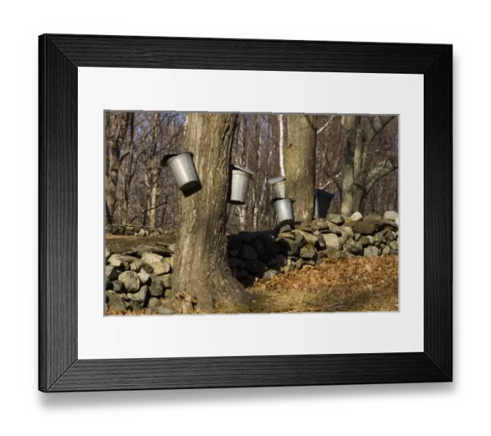 Framed Print : Sap buckets on sugar maple trees in Lyme, New Hampshire. Stone wall. Spring. Acorn Hill Road Framed Print : Sap buckets on sugar maple trees in Lyme, New Hampshire. Stone wall. Spring. Acorn Hill Road