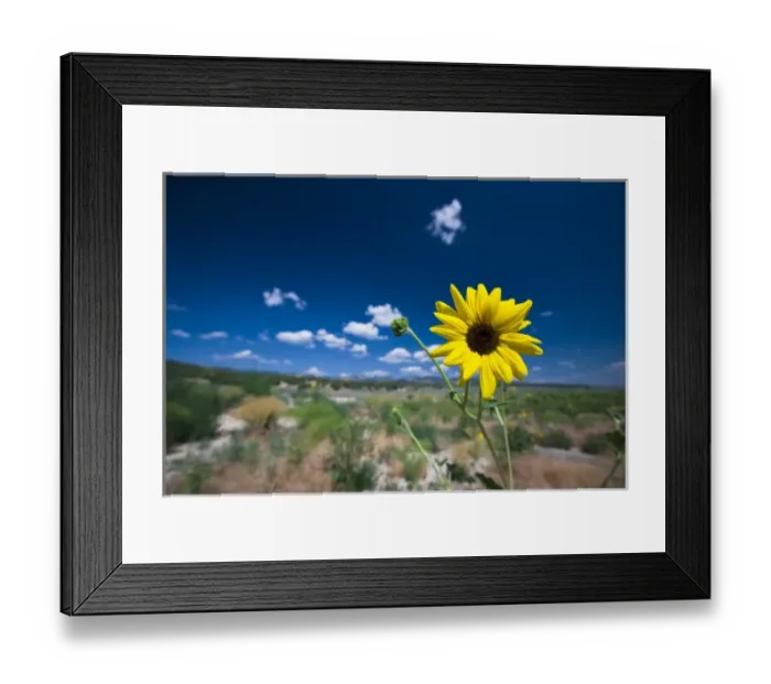 Framed Print : A wild sunflower stands above the southwest Utah desert under a lightly cloudy blue sky Framed Print : A wild sunflower stands above the southwest Utah desert under a lightly cloudy blue sky