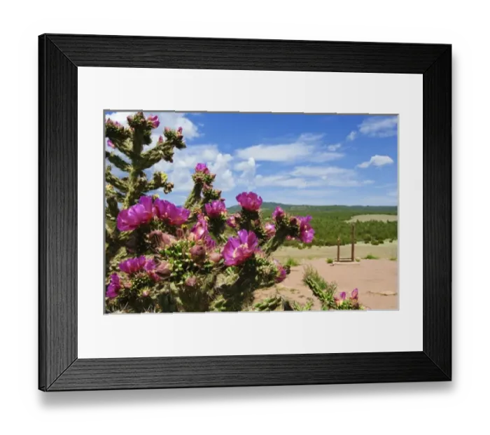 Framed Print : New Mexico. Cactus blossoms New Mexico Framed Print : New Mexico. Cactus blossoms New Mexico