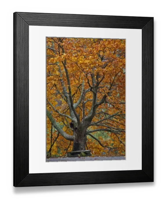 Framed Print : Large maple tree in autumn, Bass Lake, near Blowing Rock, North Carolina Framed Print : Large maple tree in autumn, Bass Lake, near Blowing Rock, North Carolina