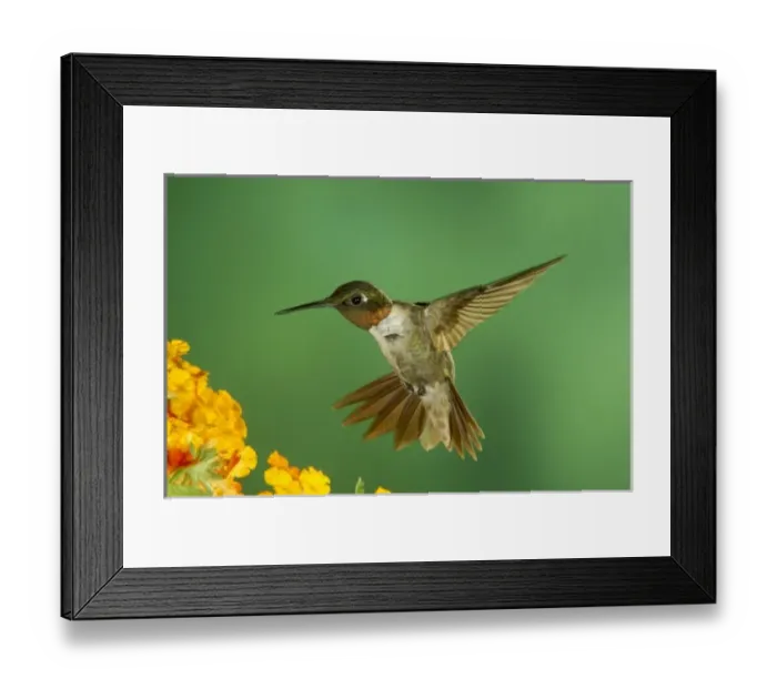 Framed Print : Ruby-throated Hummingbird Male feeding on Texas Lantana, New Braunfels, Texas, USA Framed Print : Ruby-throated Hummingbird Male feeding on Texas Lantana, New Braunfels, Texas, USA