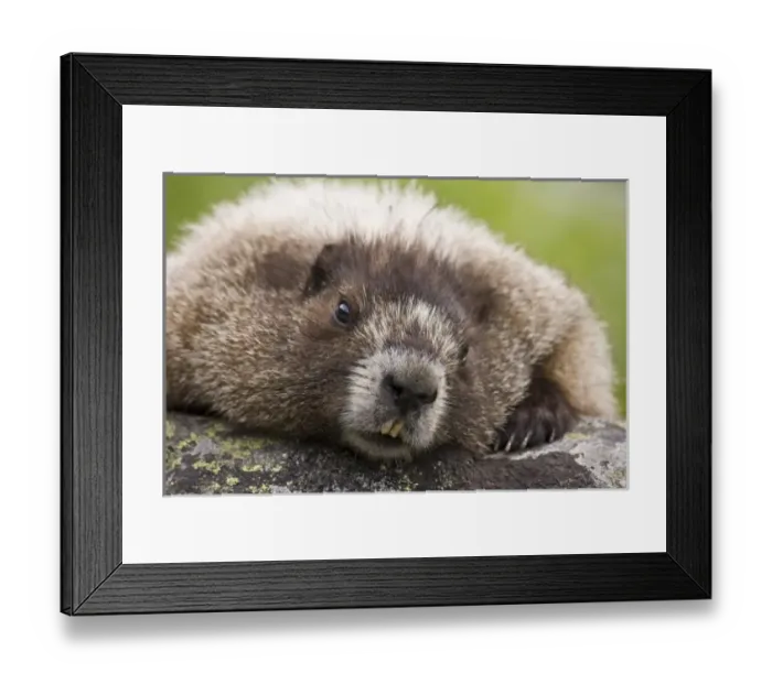 Framed Print : USA, North America, Washington