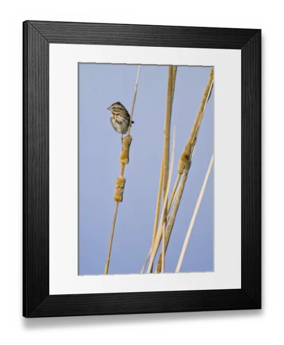 Framed Print : USA, North America, New Mexico
