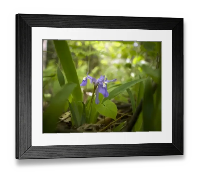 Framed Print : USA, North America, North Carolina