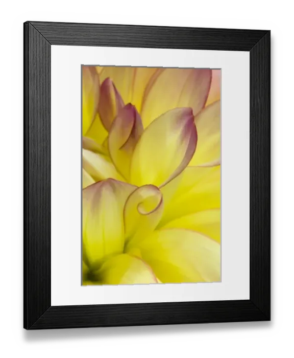 Framed Print : USA, Oregon, Swan Island, Yellow Dahlia Close-up. Credit as: Nancy Rotenberg / Jaynes Framed Print : USA, Oregon, Swan Island, Yellow Dahlia Close-up. Credit as: Nancy Rotenberg / Jaynes