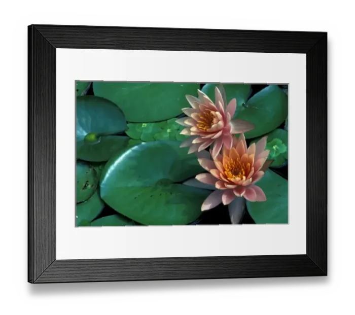 Framed Print : North America, USA, Texas, San Antonio. Blossoming waterlily at Bontanical Gardens Framed Print : North America, USA, Texas, San Antonio. Blossoming waterlily at Bontanical Gardens