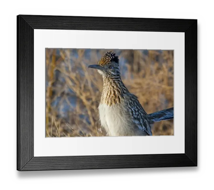Framed Print : Adult roadrunner at Bosque del apache NWR in New Mexico Framed Print : Adult roadrunner at Bosque del apache NWR in New Mexico
