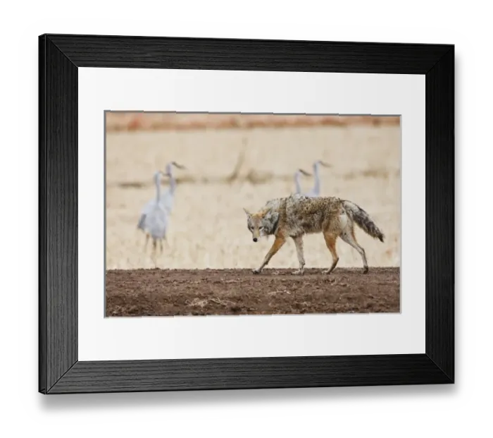 Framed Print : North America, USA, New Mexico, Socorro, coyote (Canis latrans) alert and stalking prey