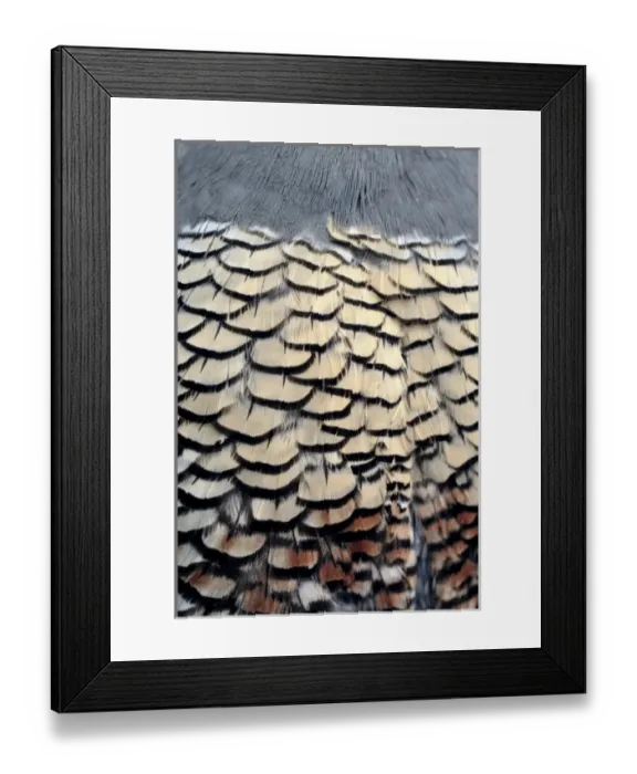 Framed Print : USA, Oregon, Bend. A detail of the belly feathers of a California quail shows Framed Print : USA, Oregon, Bend. A detail of the belly feathers of a California quail shows