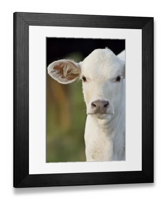 Framed Print : Charolais calf, Welder Ranch, Texas