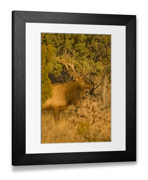 Framed Print : A large bull desert elk (Cervus elaphus) raw faced from feeding on prickly cactus Framed Print : A large bull desert elk (Cervus elaphus) raw faced from feeding on prickly cactus