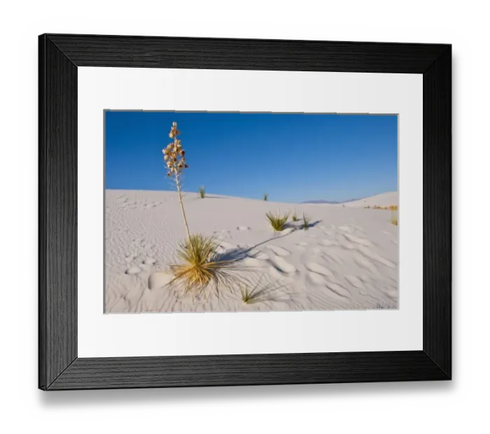 Framed Print : North America, USA, New Mexico, White Sands National Monument, Soaptree Yucca, long Shadow Framed Print : North America, USA, New Mexico, White Sands National Monument, Soaptree Yucca, long Shadow