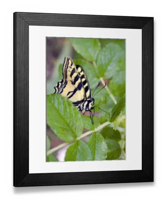 Framed Print : USA, Oregon, Bend. Western tiger swallowtail butterfly on rosa rogusa leaves in Bend, Oregon Framed Print : USA, Oregon, Bend. Western tiger swallowtail butterfly on rosa rogusa leaves in Bend, Oregon