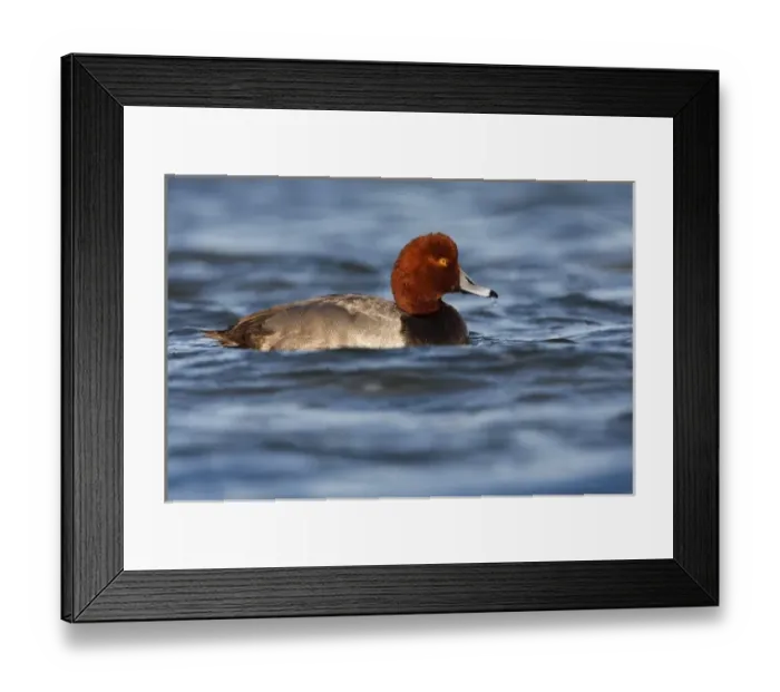 Framed Print : Redhead (Aythya americana) male wintering in the Laguna Madre near South Padre Island