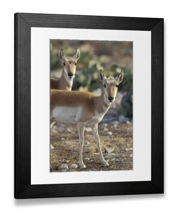 Framed Print : USA, North America, New Mexico Framed Print : USA, North America, New Mexico