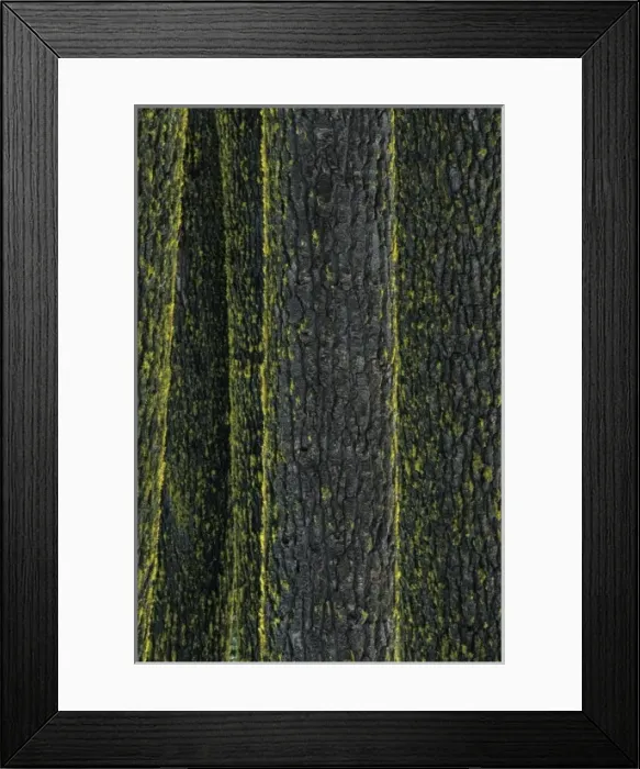 Framed Print : Mt. Ashland, Rogue River National Forest, Shasta Red Firs, (Abies magnifica), Oregon Framed Print : Mt. Ashland, Rogue River National Forest, Shasta Red Firs, (Abies magnifica), Oregon