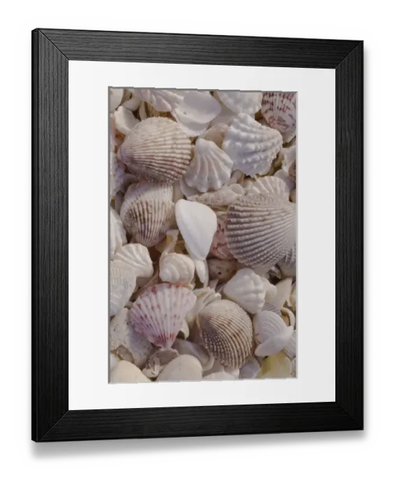 Framed Print : USA, FL, Sanibel, Seashells Washed up on Beach Framed Print : USA, FL, Sanibel, Seashells Washed up on Beach