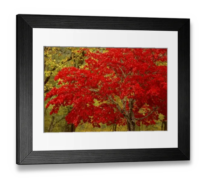 Framed Print : USA, Washington, Newhalem. Fall colors decorate maple trees