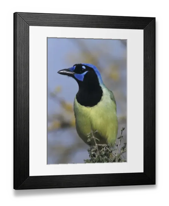 Framed Print : Green Jay, Cyanocorax yncas, adult, Starr County, Rio Grande Valley, Texas, USA