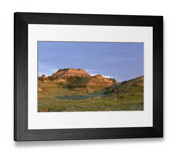 Framed Print : Elk herd in Theodore Roosevelt National Park; National Park, North Dakota, USA