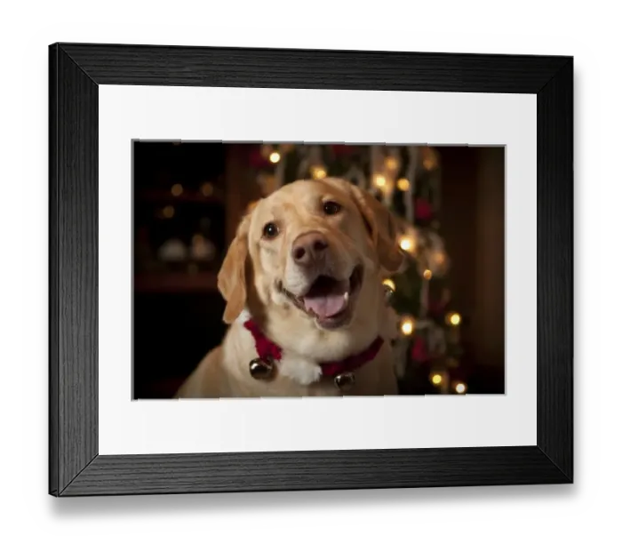Framed Print : USA, Oregon, Keizer. Labrador Retriever in her Christmas gear (PR) Framed Print : USA, Oregon, Keizer. Labrador Retriever in her Christmas gear (PR)