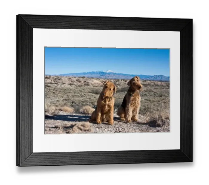 Framed Print : Two Airedale Terriers sitting in the New Mexico desert with the Sierra Blanco Mountain Framed Print : Two Airedale Terriers sitting in the New Mexico desert with the Sierra Blanco Mountain