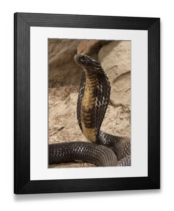 Framed Print : Central PA, USA, Pakistani Black Cobra. Naja naja karachiensis, showing hood display Framed Print : Central PA, USA, Pakistani Black Cobra. Naja naja karachiensis, showing hood display