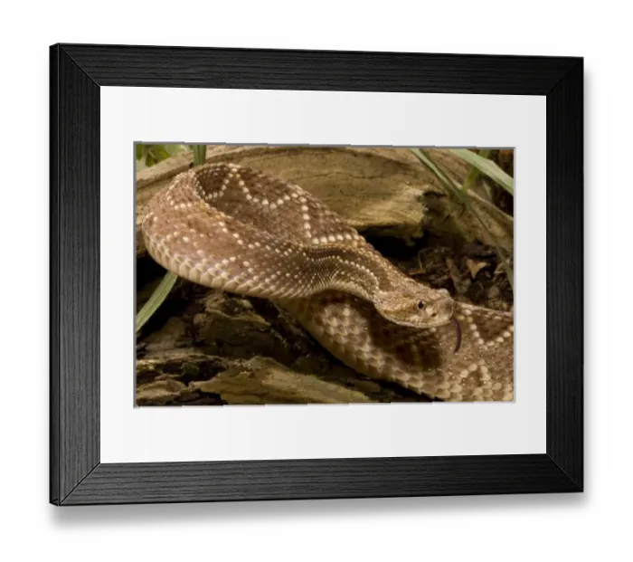 Framed Print : Neotropical Rattlesnake, Crotalus durissus, poised to strike with a venomous bite Framed Print : Neotropical Rattlesnake, Crotalus durissus, poised to strike with a venomous bite