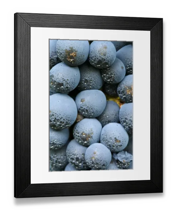 Framed Print : USA, Oregon, Roseburg. Sulphur dust on Old vine Cabernet Sauvignon in Hillcrest Winery vineyard