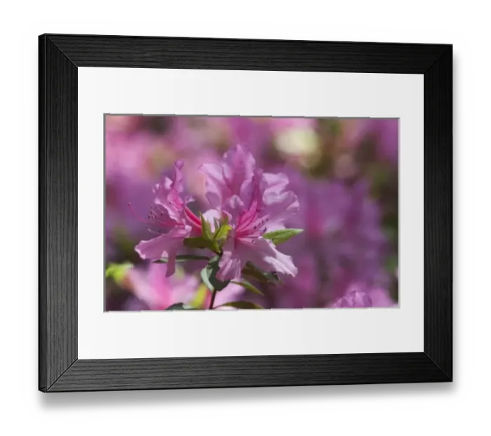 Framed Print : Charleston, South Carolina, USA. Azaleas in bloom in Charleston Framed Print : Charleston, South Carolina, USA. Azaleas in bloom in Charleston
