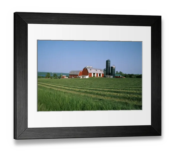 Framed Print : USA, New York, Finger Lakes region. Dairy farm near Cayuga Lake Framed Print : USA, New York, Finger Lakes region. Dairy farm near Cayuga Lake