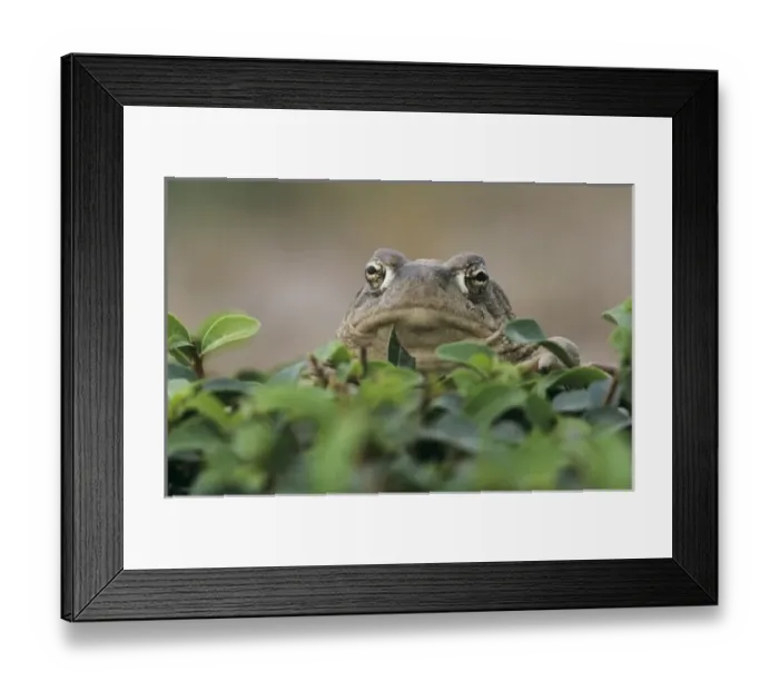Framed Print : USA, North America, Texas