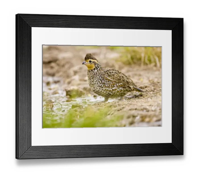 Framed Print : USA, North America, Texas
