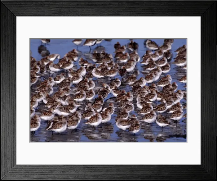 Framed Print : North America, USA, Washington, Grays Harbor. Western Sandpipers (Calidris or Erolia mauri) Framed Print : North America, USA, Washington, Grays Harbor. Western Sandpipers (Calidris or Erolia mauri)