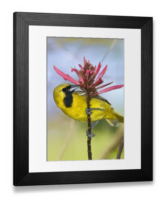 Framed Print : USA, North America, Texas Framed Print : USA, North America, Texas
