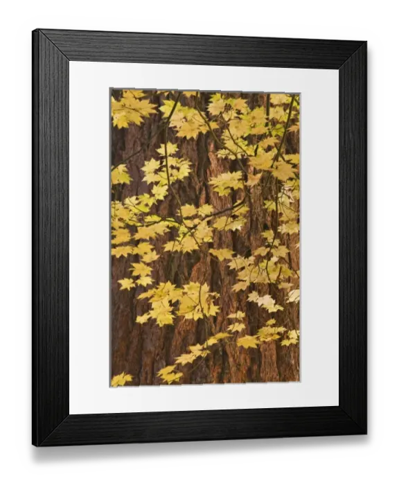 Framed Print : USA, North America, Oregon Framed Print : USA, North America, Oregon