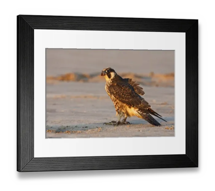 Framed Print : USA, North America, Texas Framed Print : USA, North America, Texas