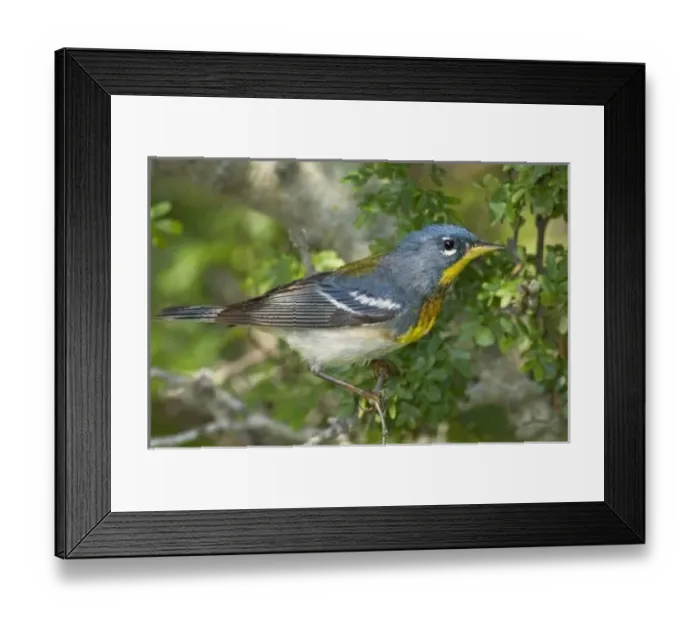 Framed Print : USA, North America, Texas Framed Print : USA, North America, Texas