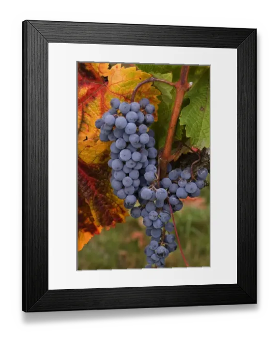 Framed Print : Ripe blue Merlot grapes with fall colored leaves at Abacela Vineyards and Winery near Roseburg Framed Print : Ripe blue Merlot grapes with fall colored leaves at Abacela Vineyards and Winery near Roseburg