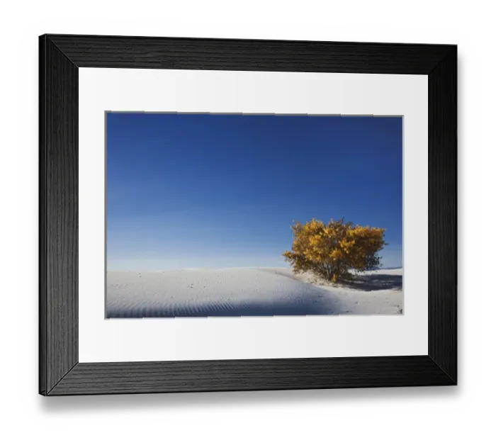 Framed Print : Autumn foliage among the dunes, White Sands National Monument, New Mexico Framed Print : Autumn foliage among the dunes, White Sands National Monument, New Mexico