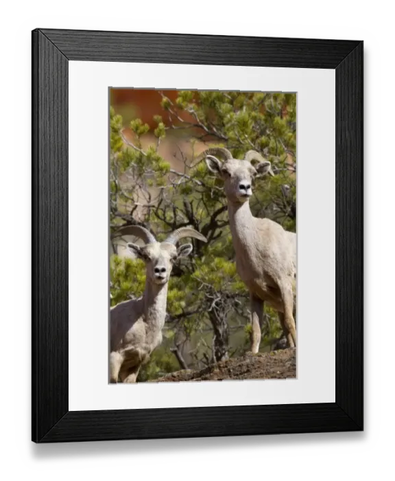 Framed Print : USA, North America, Utah Framed Print : USA, North America, Utah