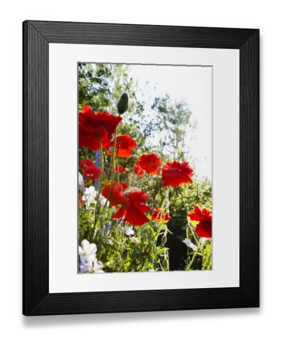 Framed Print : USA, Oregon, USA - Low angle view of beautiful red flowers in a garden setting Framed Print : USA, Oregon, USA - Low angle view of beautiful red flowers in a garden setting